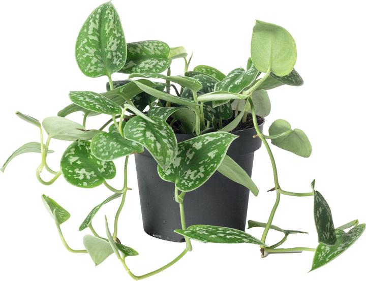 Actual product image Flowerbox Spotted Ivy - Scindapsus pictus 'Argyraeus' (15 cm)