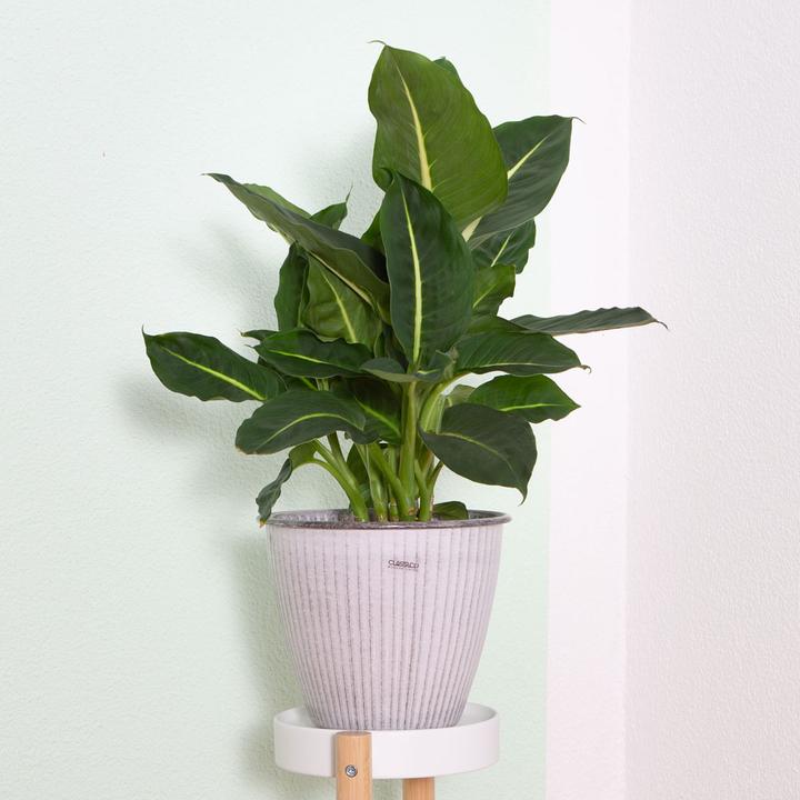 Immagine prodotto VEG and the City Nizza - (Dieffenbachia mix) (65 cm)