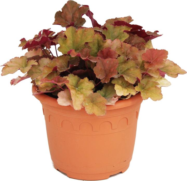 Produktbild Zulauf Heuchera 'Creme Brulee' / Purpurglöckchen 'Creme Brulee' (20 cm)