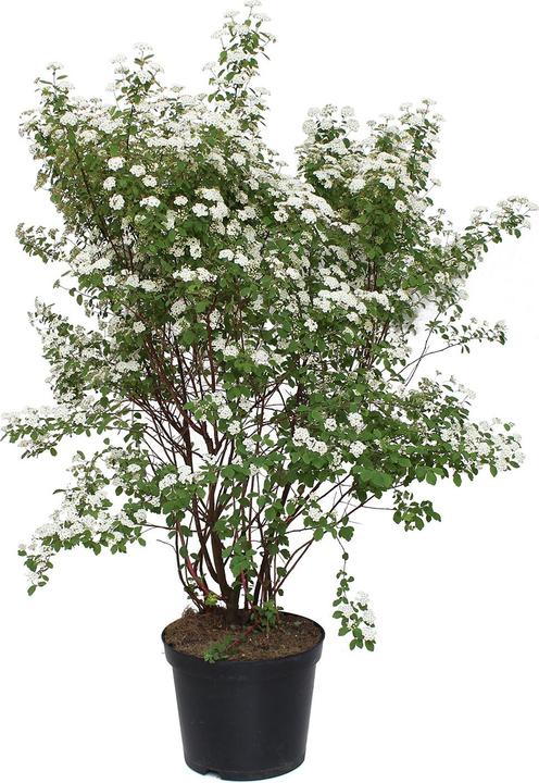 Zulauf Pracht-Spiere / Spiraea vanhouttei (100 cm)