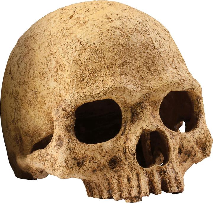 Image du produit Exo Terra Crâne de primate 17x13.5x11.5cm