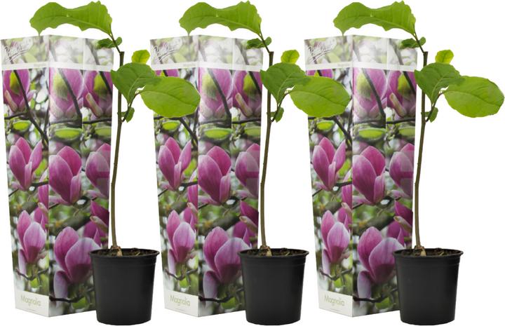 Actual product image Plant in a Box Magnolia Susan - Set of 3 Magnolia (25 cm)