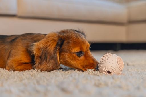 Immagine prodotto Beeztees Palla dentale per cuccioli (Gioco da masticare per cani)