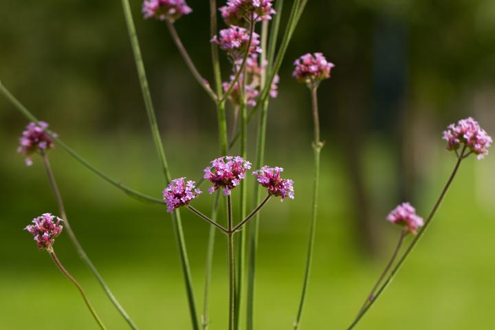 Produktbild Zollinger Bio Patagonisches Eisenkraut (Argentinische Verbene) (Pflanzensamen)
