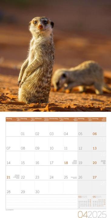 Produktbild Erdmännchen Kalender 2025 - 30x30 (30 x 30 cm, Harter Einband, Deutsch)