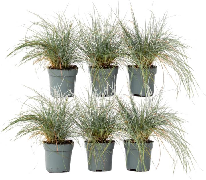 Image du produit Plant in a Box Festuca glauca 'Elijah Blue' - Lot de 6 Fétuques bleu-vert (10 cm)