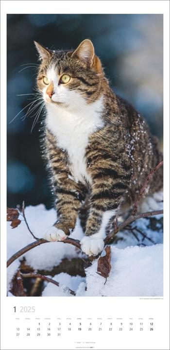 Produktbild Katzen Kalender 2025 (33 x 68 cm, Harter Einband, Deutsch)