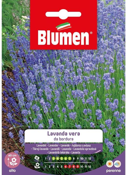 Image du produit Blumen Semences de fleurs de lavande (Graines de plantes)