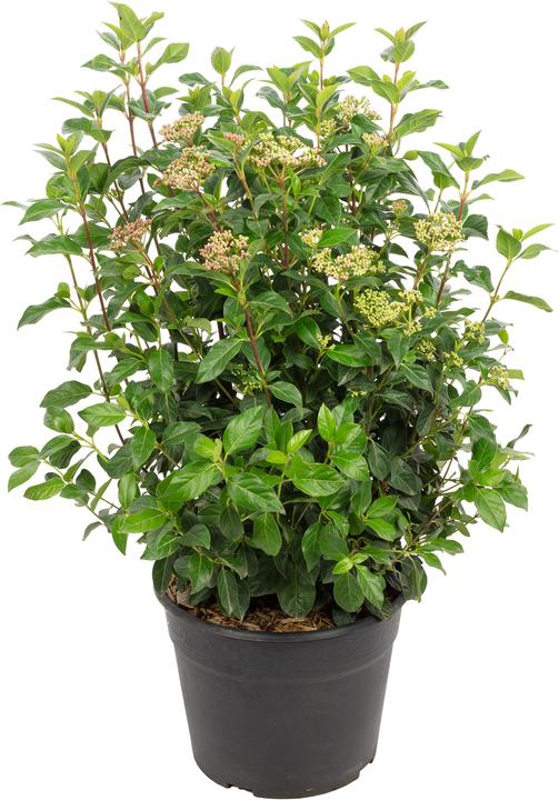 Flowerbox Lorbeer-Schneeball - Viburnum tinus 'Eve Price'