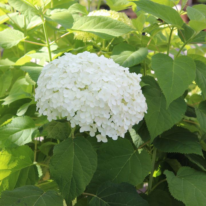 Immagine prodotto Zulauf Schneeball-Hortensie / Hydrangea arbor. 'Annabelle' (50 cm)