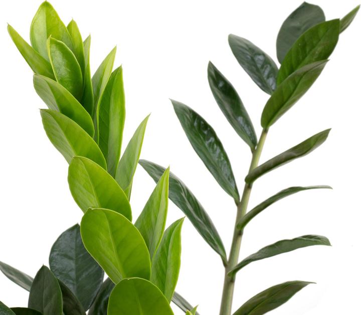 Produktbild Flowerbox Glücksfeder - Zamioculcas zamiifolia