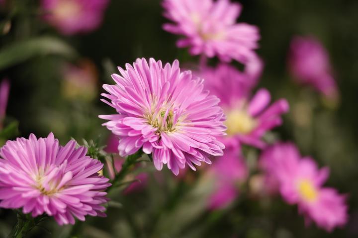 Produktbild Canon RF-S 55-210mm f/5-7.1 IS STM​ (Canon RF, APS-C / DX)