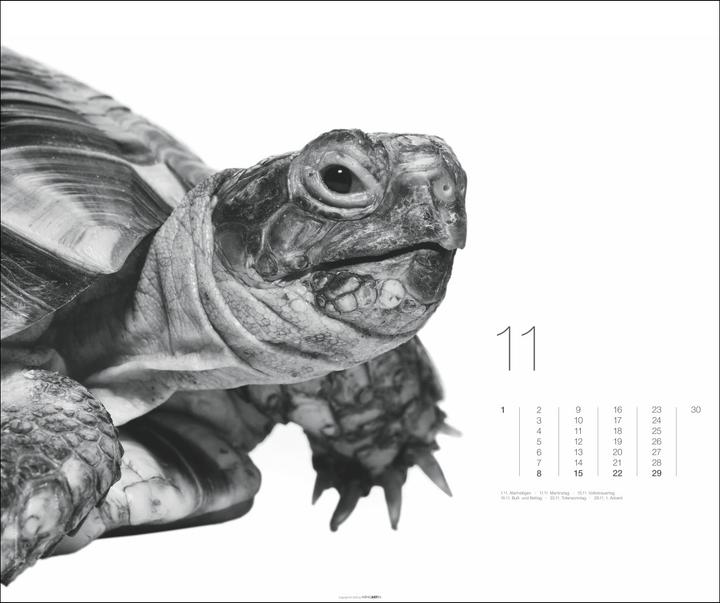 Actual product image Black & White Animals 2026 (55 x 46 cm, Hardcover, German)