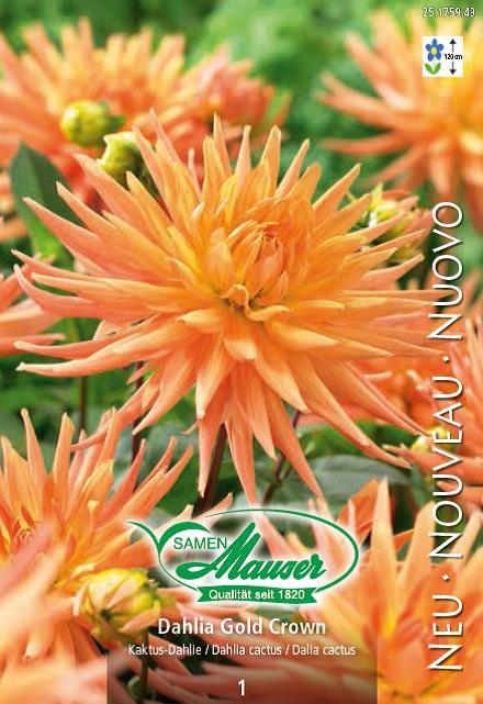 Image du produit Samen Mauser Dahlia cactus Golden Crown (Plante bulbeuse)