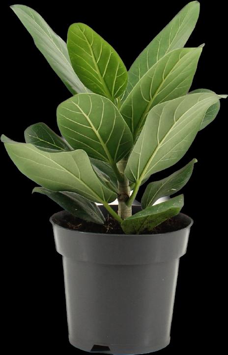 Immagine prodotto Mahaloplants Ficus benghalensis (30 cm)