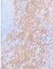 Actual product image Makeup Revolution Liquid Highlighter (Unicorn Elixir, Highlighter)