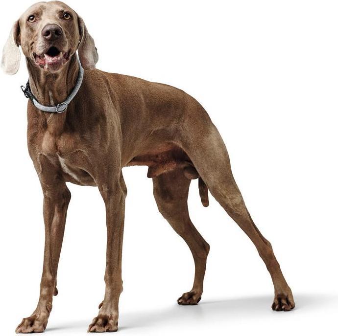 Produktbild Hunter Dressurhalsung Eiby Freestyle (Hund, Allgemein)