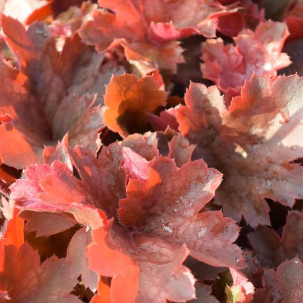 Produktbild Säntispracht 2 er Set, Ein herbstblühendes Purpurglöckchen - Heuchera Cherry Cola (40 cm)