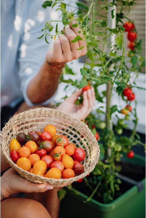 Produktbild Gusta Garden Tom Tomato (35 cm)