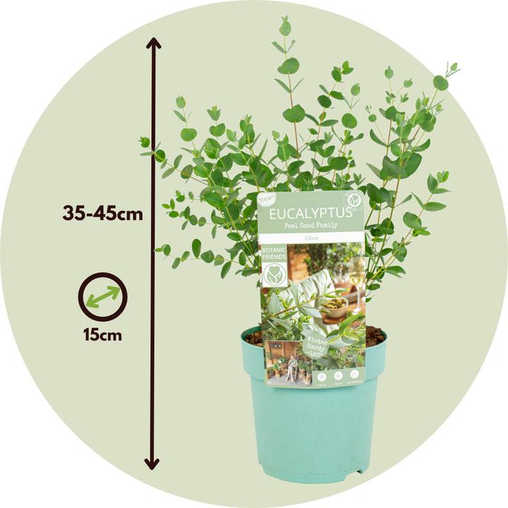 Produktbild Plant in a Box Eucalyptus parvifolia 'Oliva' - 2er Set Eukalyptus (35 cm)