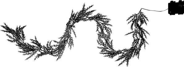 Produktbild Star Trading Thuja