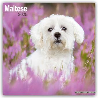 Actual product image Avonside Publishing Ltd:Maltese - Malte (30.5 x 30.5 cm, German)