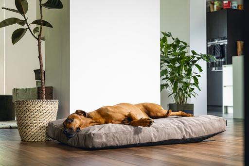 Immagine prodotto Beeztees Veo (Cane)