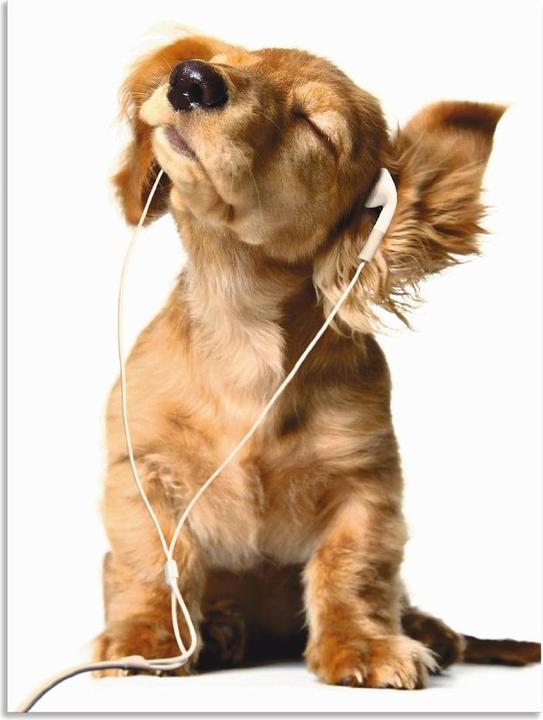 Image du produit Artland Jeune chien écoutant de la musique avec des écouteurs T5QE (60 x 80 cm)