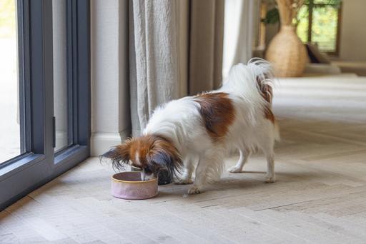 Actual product image Designed by Lotte Jace dog bowl (0.70 l)