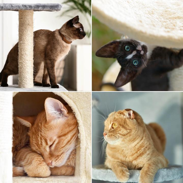 Actual product image Fudajo Cat Tree Light Grey Scratching Tree 112cm High Climbing Tree with Cat House and Lying Recess (112 cm, Light grey)