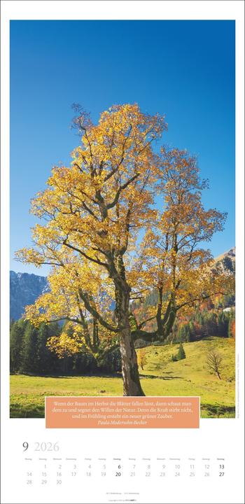 Actual product image Wunderwelt der Bäume Kalender 2026 (33 x 68 cm, German)