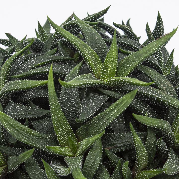 Immagine prodotto Kakteen Gautschi Haworthia enon (15 cm)