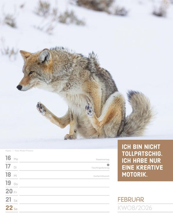Actual product image Tierisch! Sprüchekalender - Wochenplaner Kalender 2026 (25 x 33 cm, Hardcover, German)