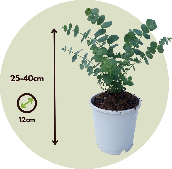 Produktbild Plant in a Box Eucalyptus Pulverulenta - 4er Set Silberblättriger Eukalyptus (25 cm)