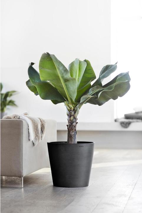 Image du produit Ecopots Amsterdam (40 cm)
