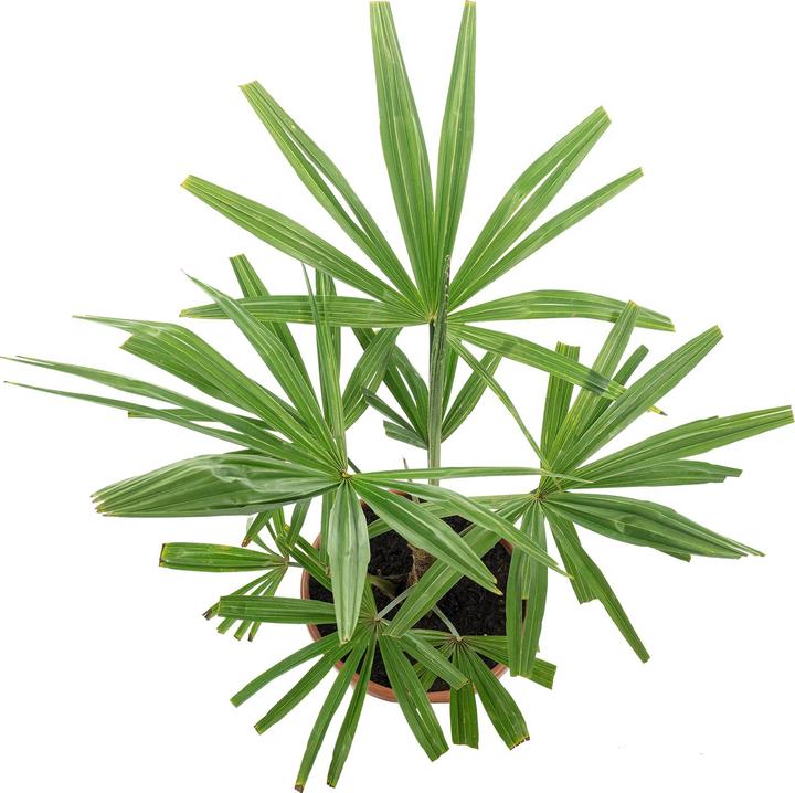 Produktbild Flowerbox Chinesische Hanfpalme - Trachycarpus fortunei (60 cm)