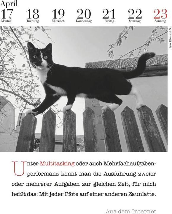 Actual product image The literary cat calendar (33 x 24 cm, No binding, German)