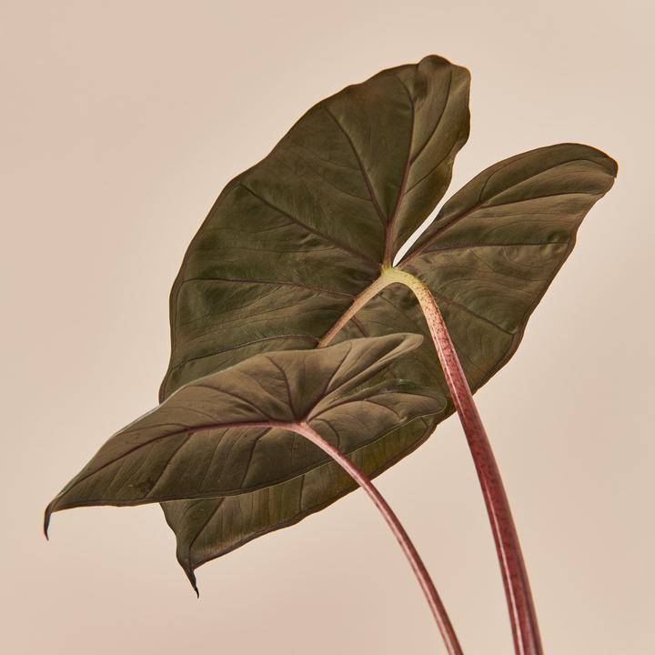 Actual product image Mary and Plants Alocasia Yucatan Princess (70 cm)