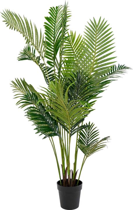House Nordic Areca (175 cm)