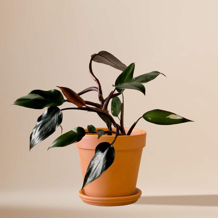 Immagine prodotto Mary and Plants Filodendro Rosa Principessa (30 cm)