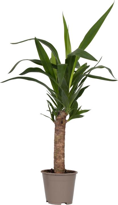 Image du produit Plant in a Box Yucca elephantipes - (50 cm)