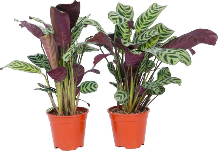 Immagine prodotto Plant in a Box Ctenanthe burle-marxii - Set di 4 piante di zebra (25 cm)