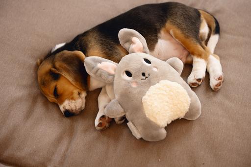 Actual product image Beeztees Puppy Cuddle Toys and Heartbeat Simulator