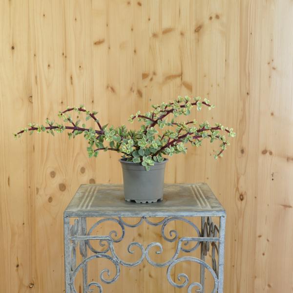 Produktbild Säntispracht Der panaschierter Speckbaum - Portulacaria afra Variegata (80 cm)