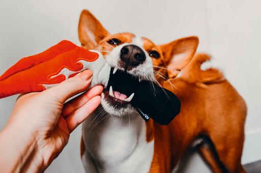 Produktbild Beeztees Halloweenspielzeuge für Hunde