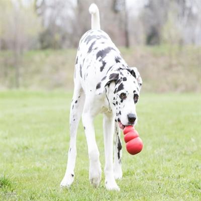 Immagine prodotto KONG Classico (Reperimento, Giocattolo per cani, Gioco da masticare per cani)