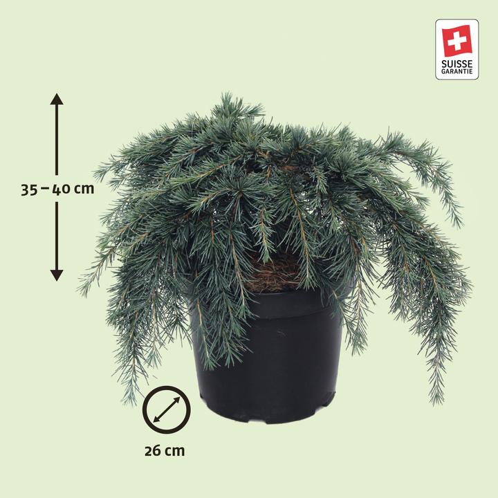 Produktbild Zulauf Zwerg-Himalaja-Zeder / Cedrus deo. 'Feelin' Blue' (40 cm)
