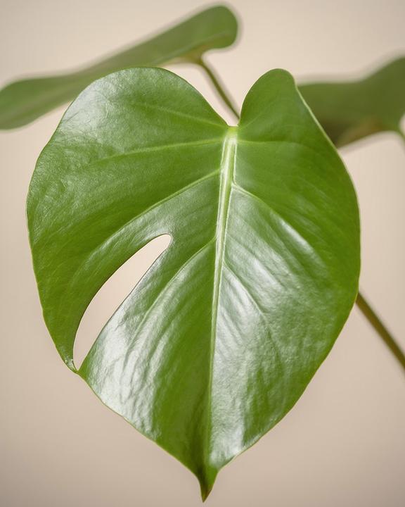 Actual product image feey Large Monstera (65 cm, Freshly repotted)