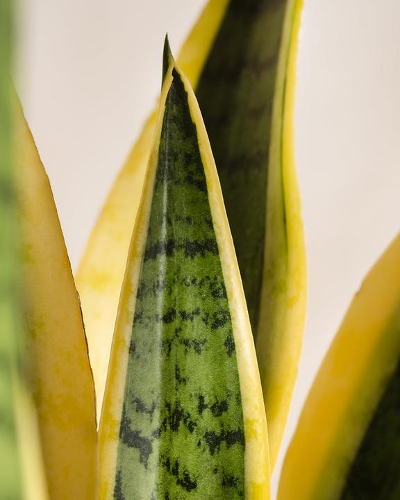 Actual product image feey Big mother-in-law's tongue (85 cm, Freshly repotted)