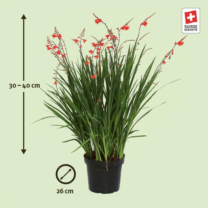 Actual product image Zulauf Montbretie (30 cm)